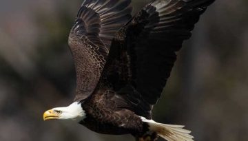 wildlife-optimized-(63-of-244)